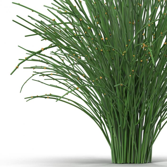 3D model Psilotum Nudum Whisk Fern