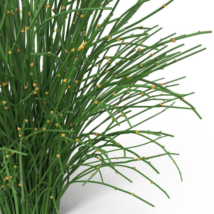 3D model Psilotum Nudum Whisk Fern