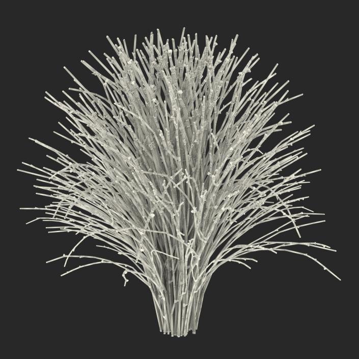 3D model Psilotum Nudum Whisk Fern