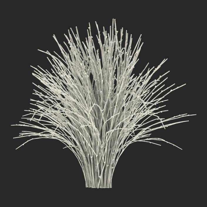 3D model Psilotum Nudum Whisk Fern