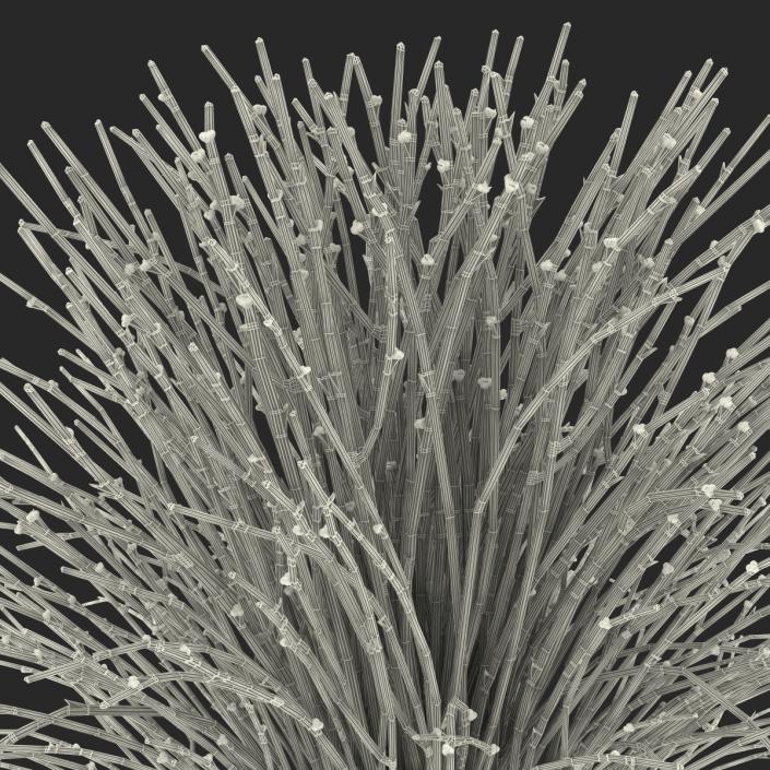 3D model Psilotum Nudum Whisk Fern