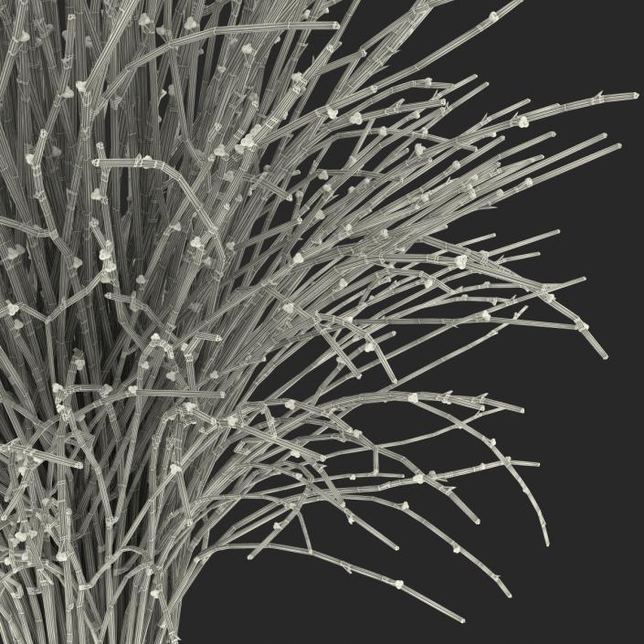 3D model Psilotum Nudum Whisk Fern