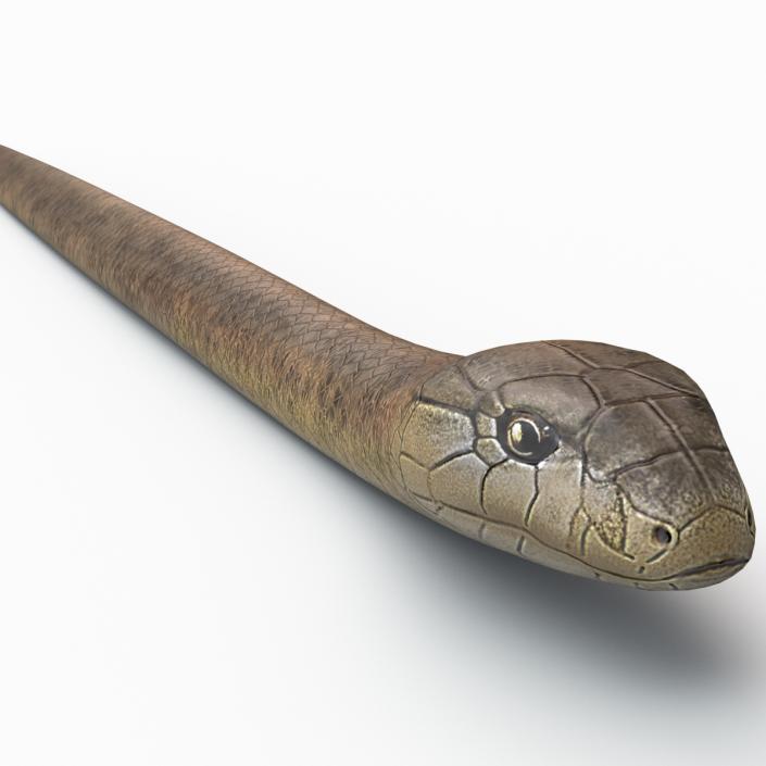 3D Snake Elaphe Dione model