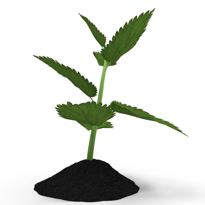 Plant Sprout 3D