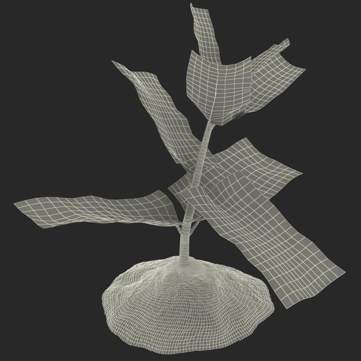 Plant Sprout 3D