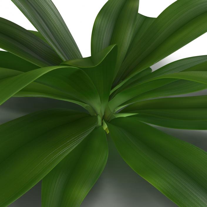 3D Tropical Plant Glauca Cordyline