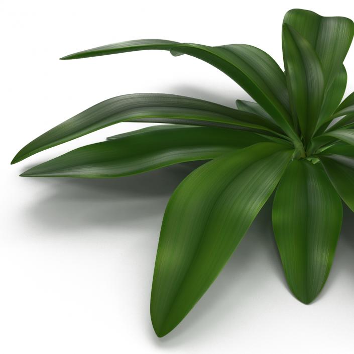 3D Tropical Plant Glauca Cordyline