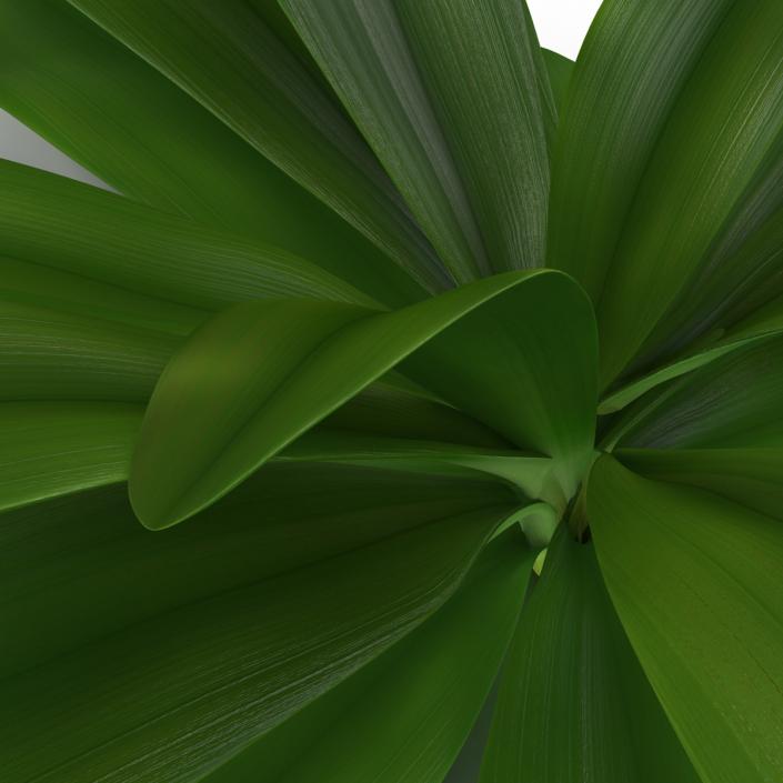 3D Tropical Plant Glauca Cordyline