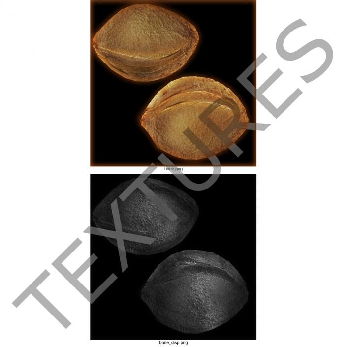 3D Apricot Cross Section