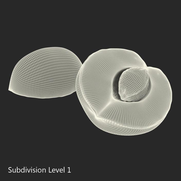 3D Apricot Cross Section