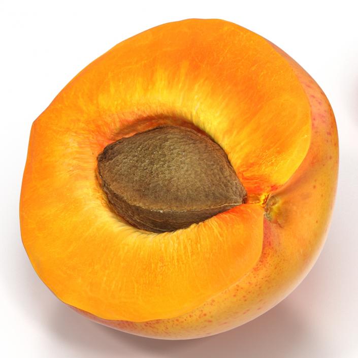 3D Apricot Cross Section