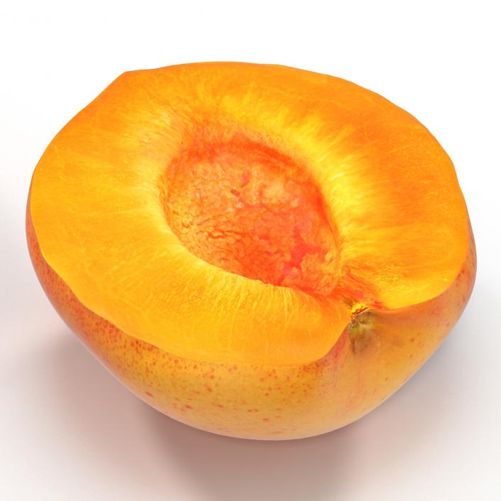 3D Apricot Cross Section