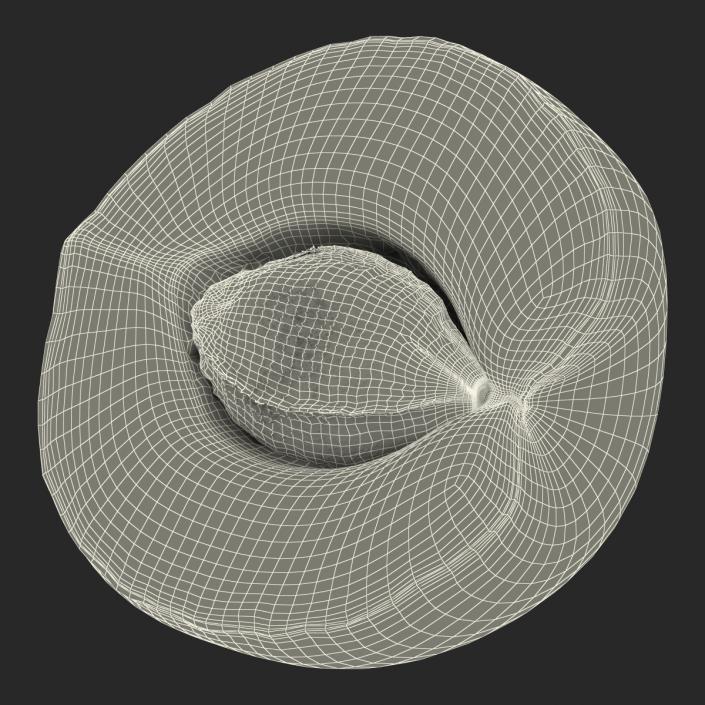 3D Apricot Cross Section