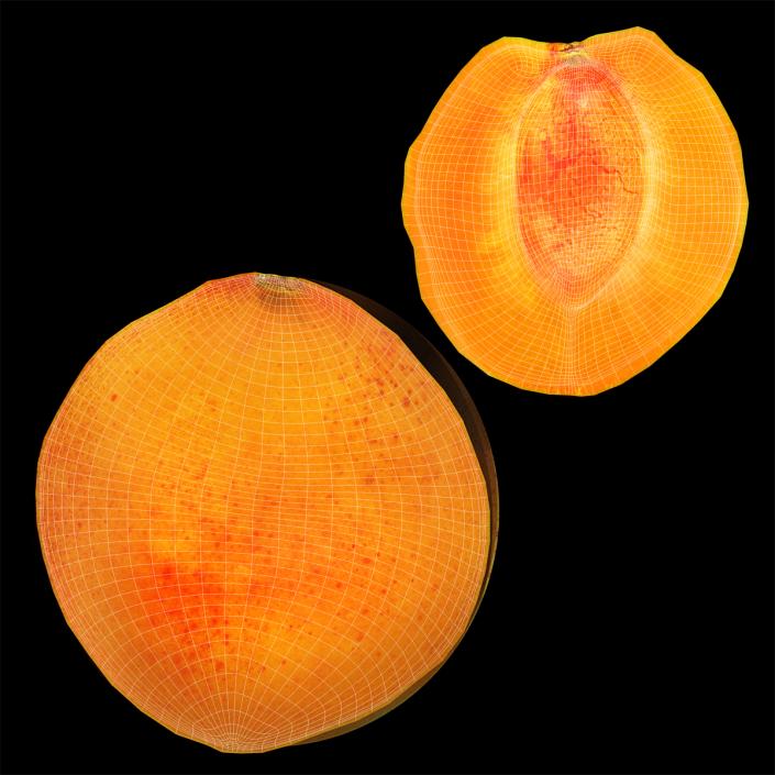 3D Apricot Cross Section 2 model