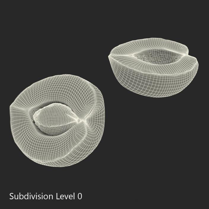 3D Apricot Cross Section 2 model