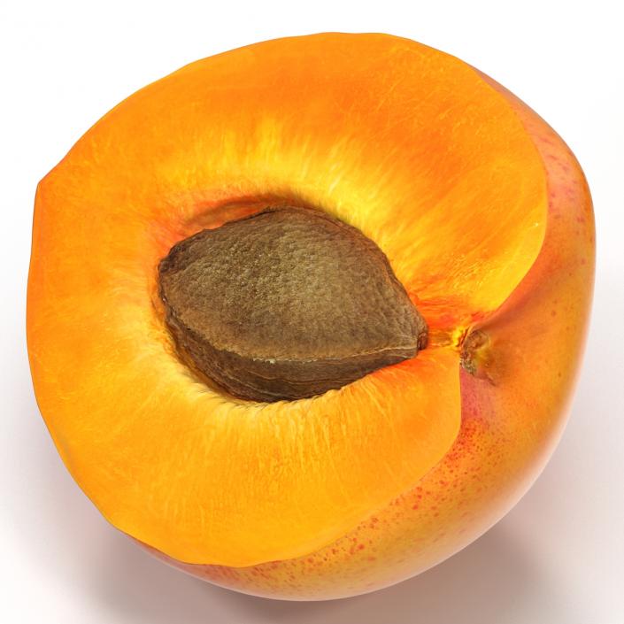 3D Apricot Cross Section 2 model