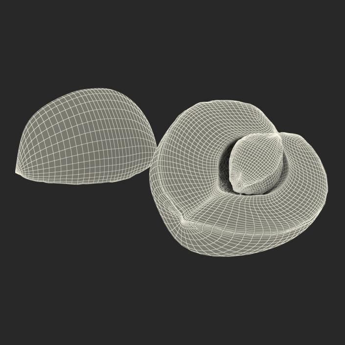 3D Apricot Cross Section 2 model