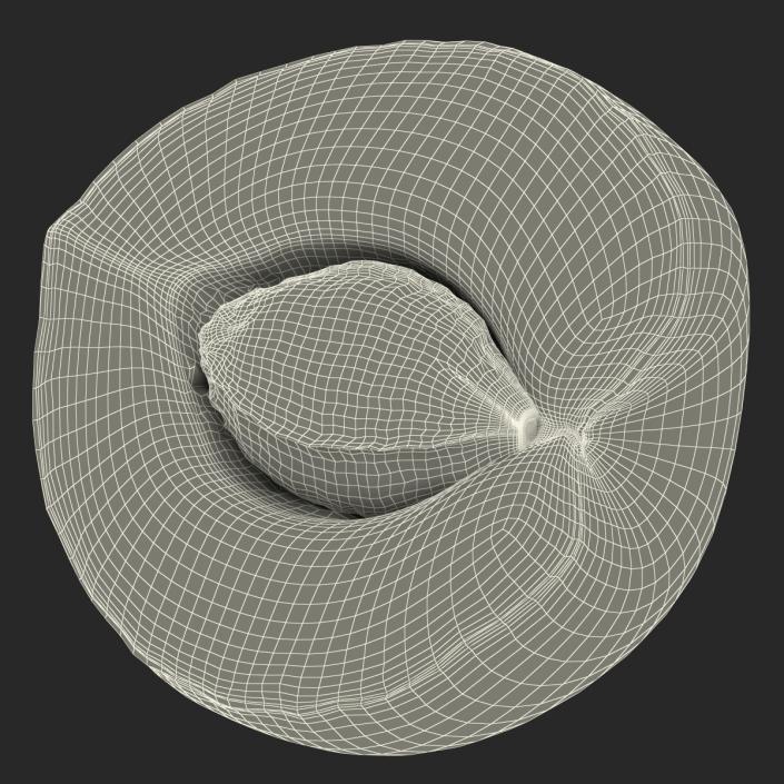 3D Apricot Cross Section 2 model