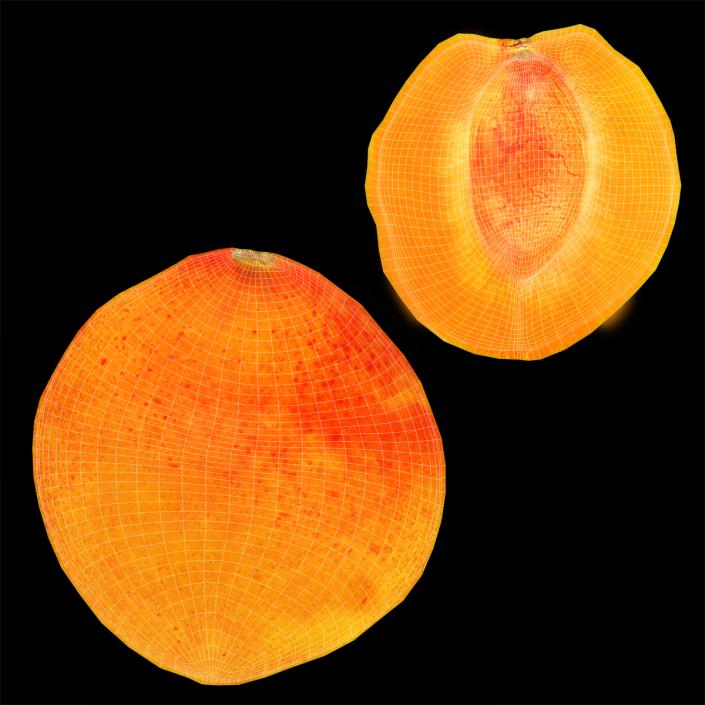 3D Apricot Cross Section 3 model