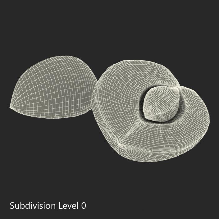 3D Apricot Cross Section 3 model