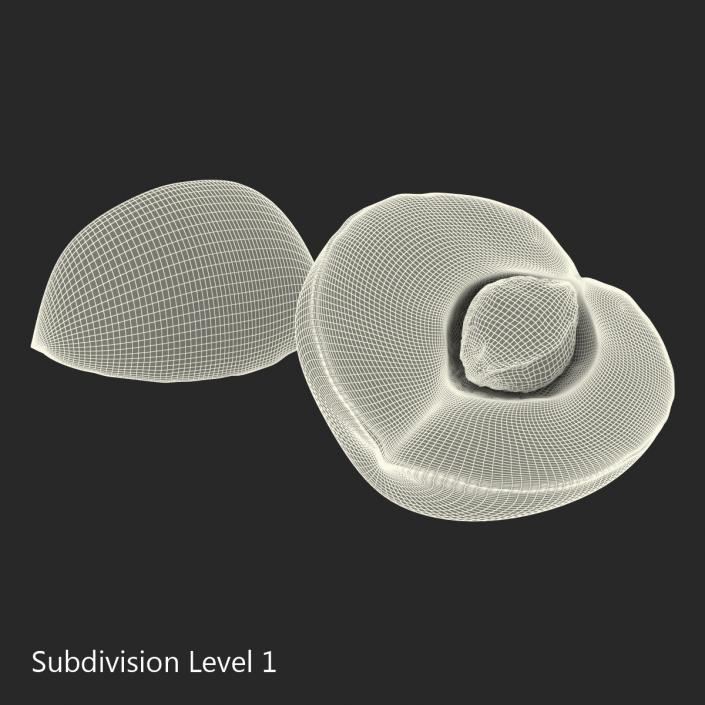 3D Apricot Cross Section 3 model