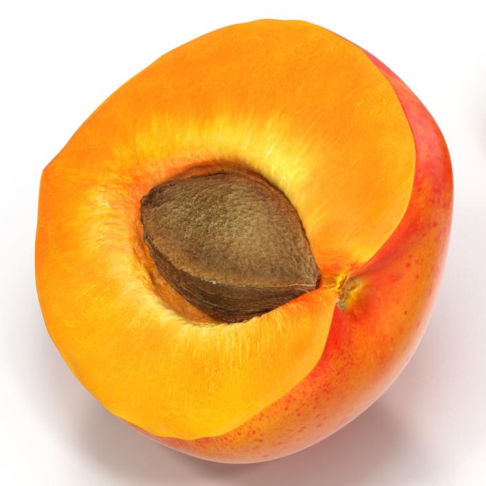 3D Apricot Cross Section 3 model