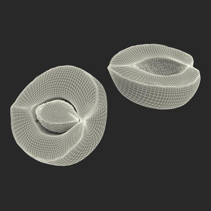 3D Apricot Cross Section 3 model