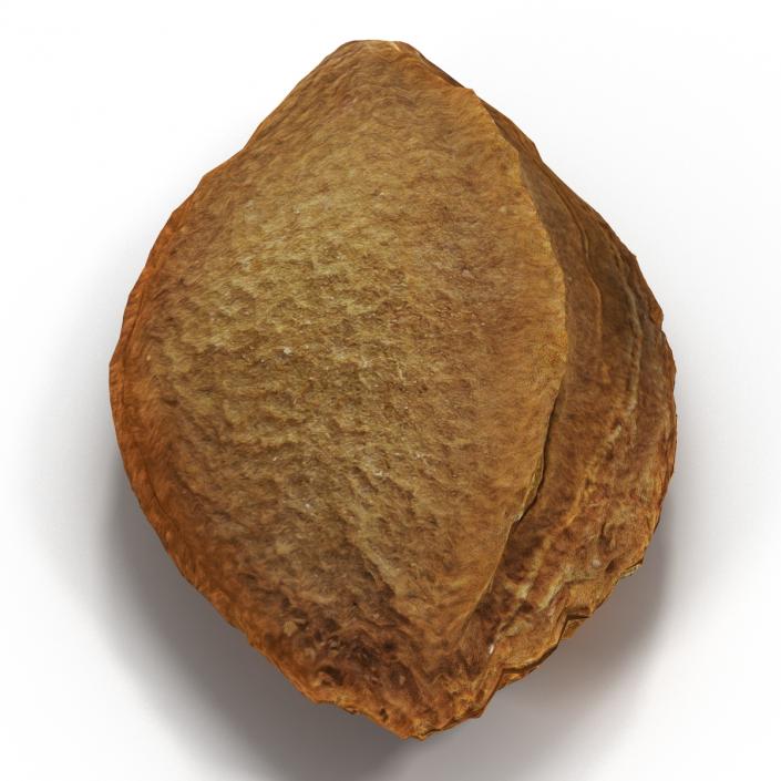 Apricot Kernel 3D model