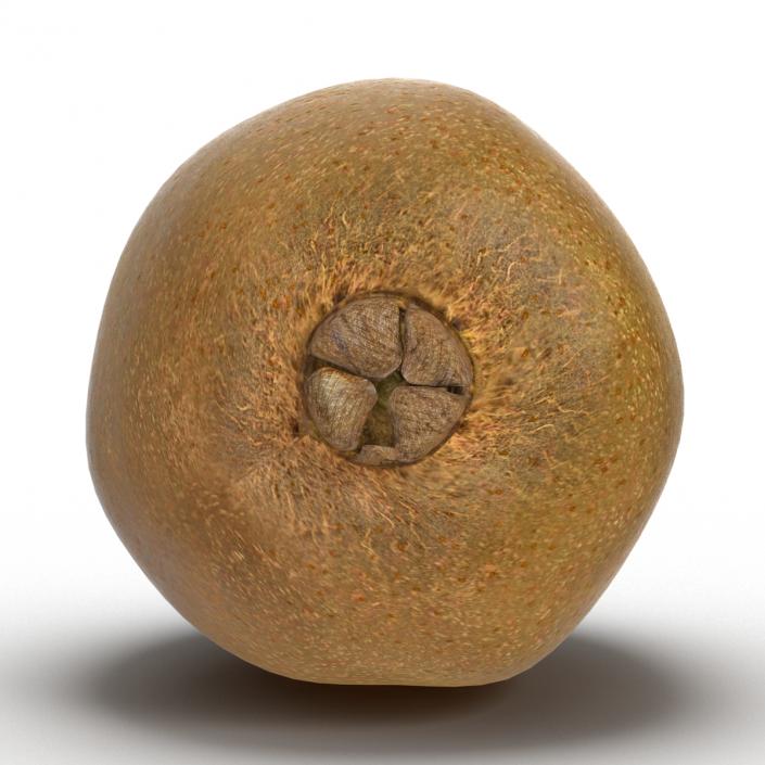 3D model Kiwi