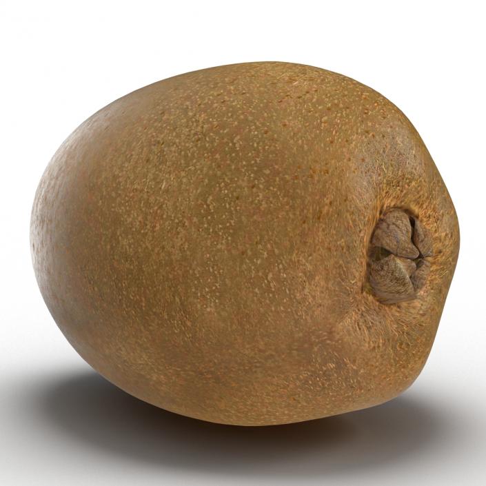 3D model Kiwi