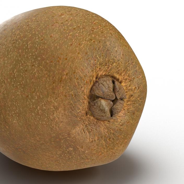 3D model Kiwi