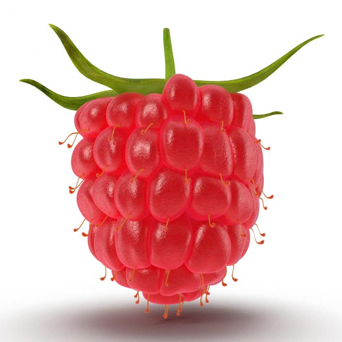 Raspberry 3D model