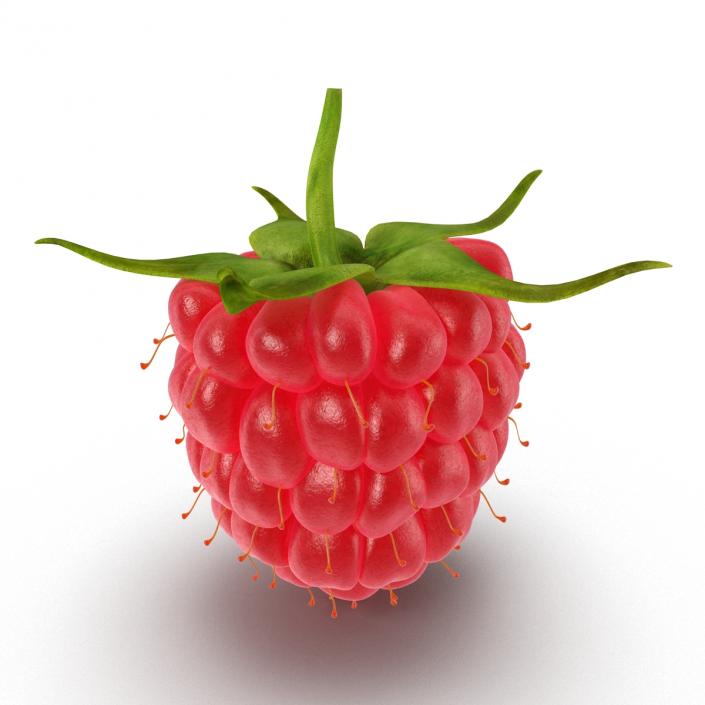 Raspberry 3D model