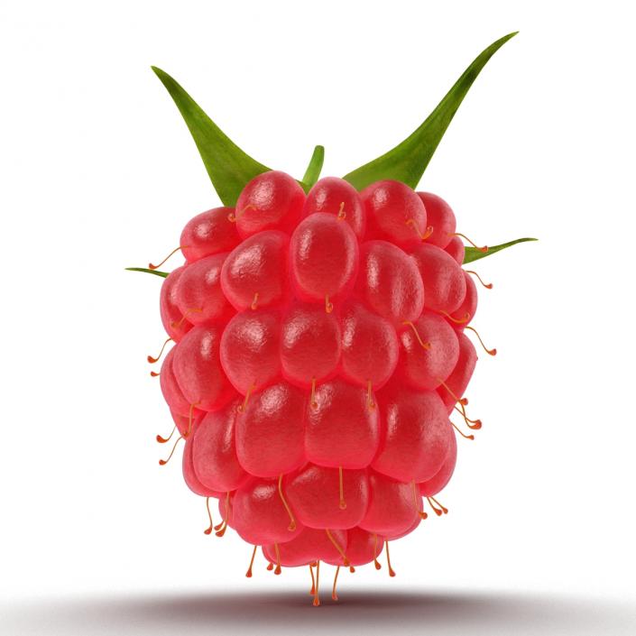 Raspberry 3D model