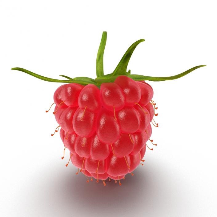 Raspberry 3D model