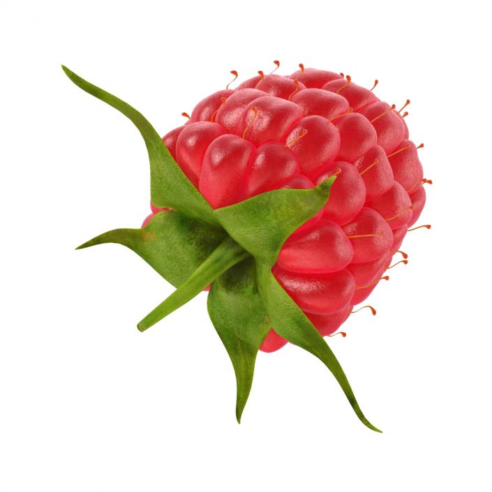 Raspberry 3D model