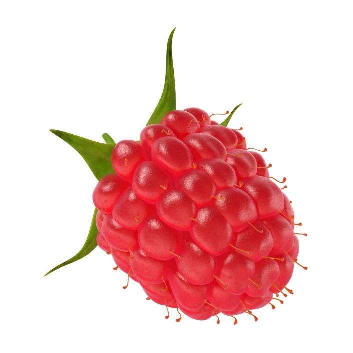 Raspberry 3D model