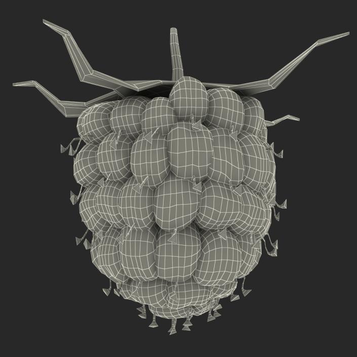 Raspberry 3D model