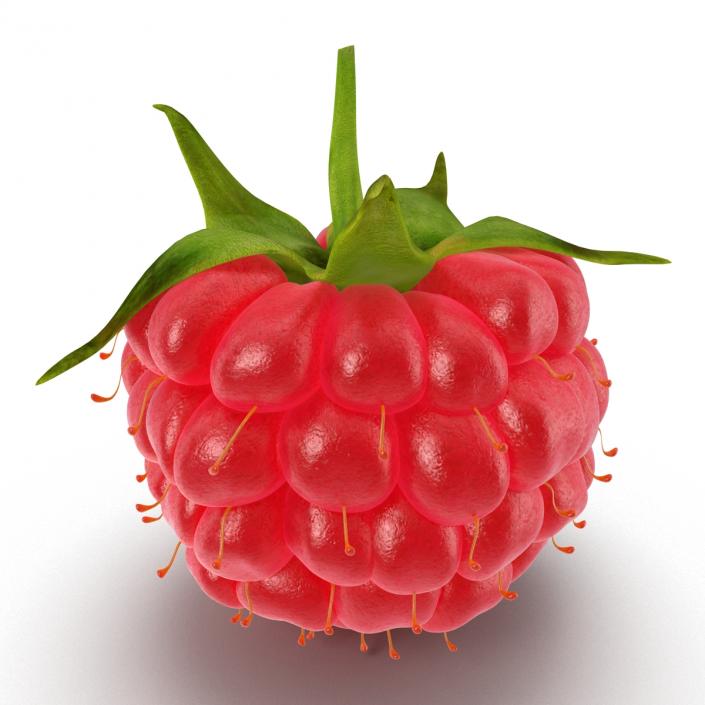 Ripe Raspberry 3D model