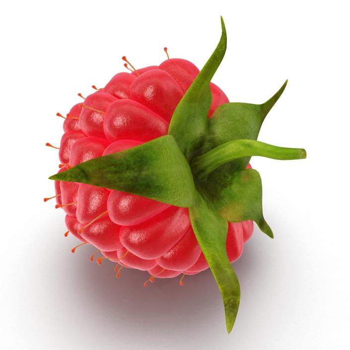 Ripe Raspberry 3D model