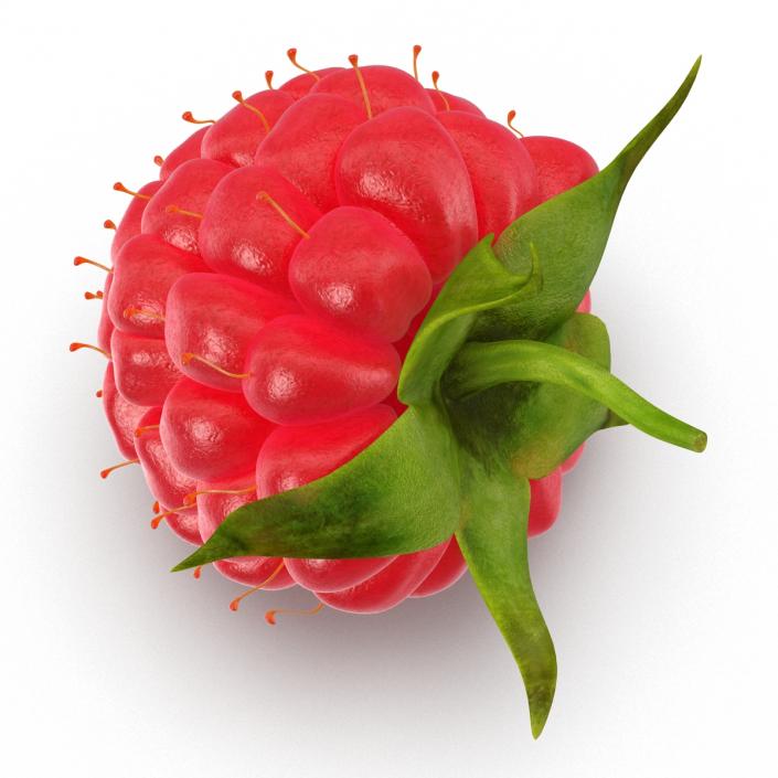 Ripe Raspberry 3D model