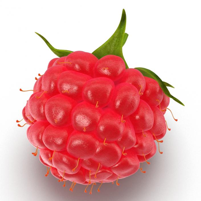 Ripe Raspberry 3D model