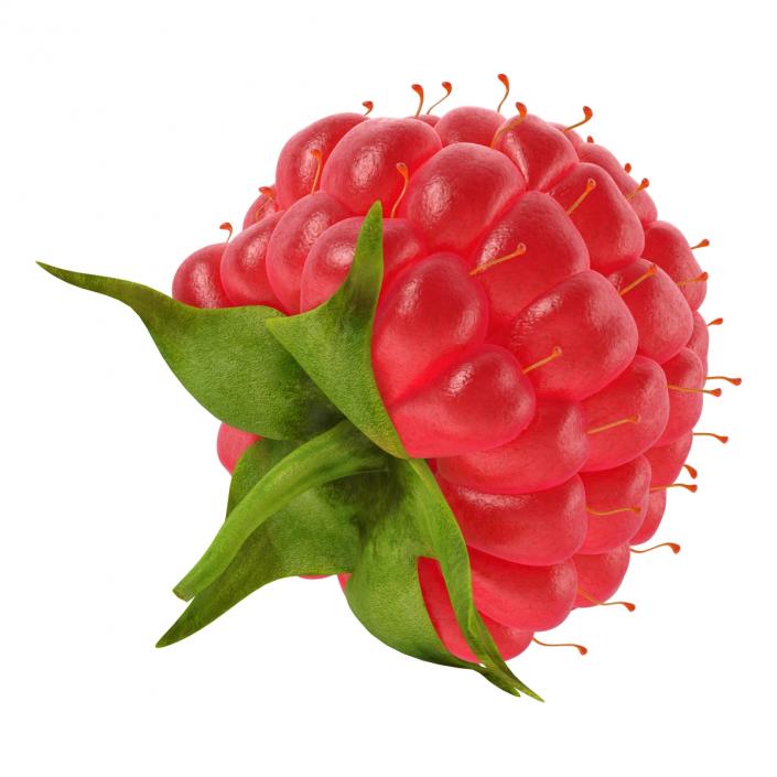 Ripe Raspberry 3D model