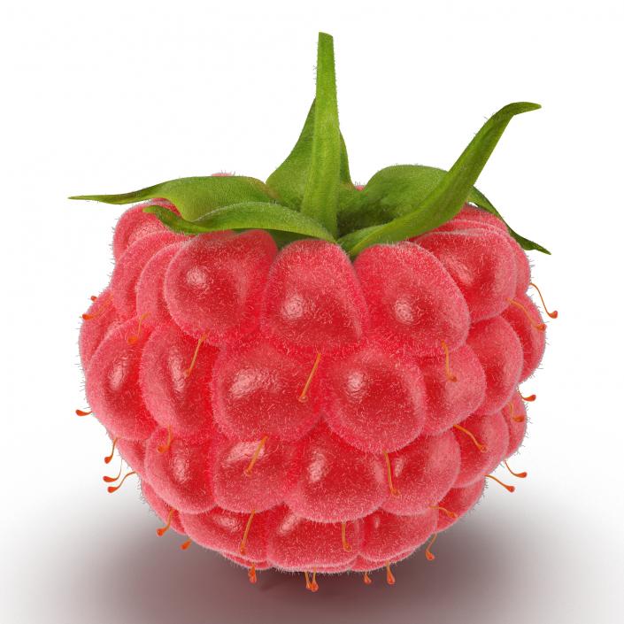 3D Raspberry with Fur model