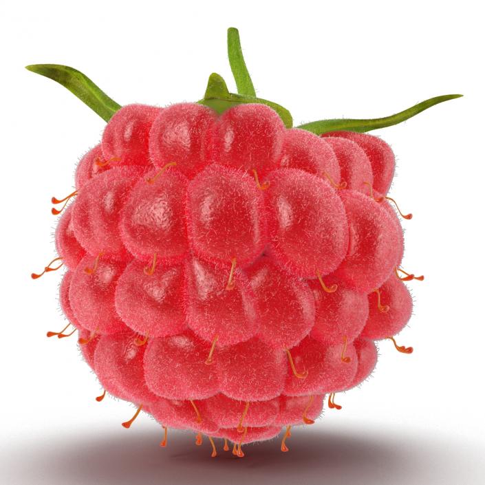 3D Raspberry with Fur model