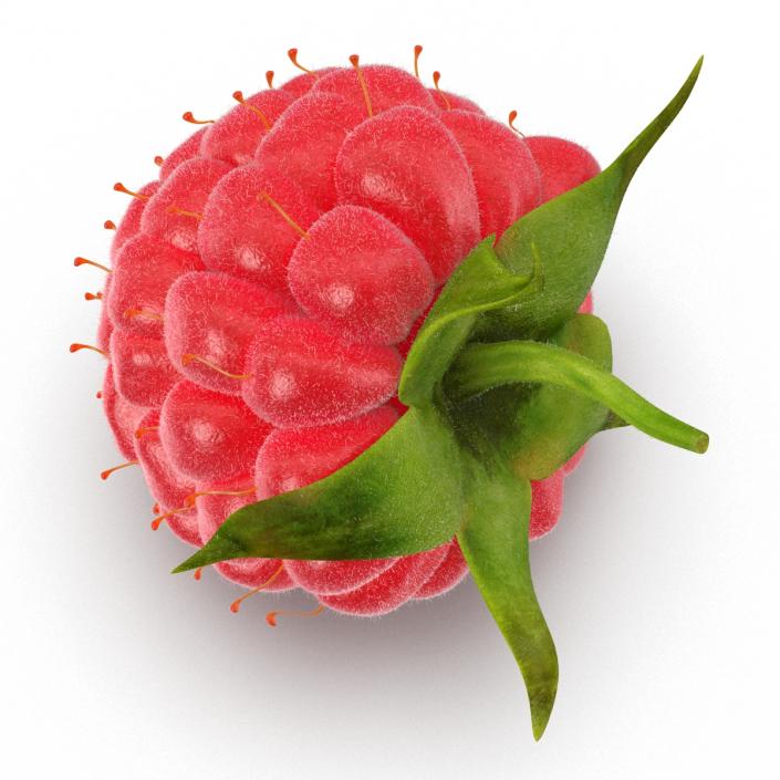 3D Raspberry with Fur model