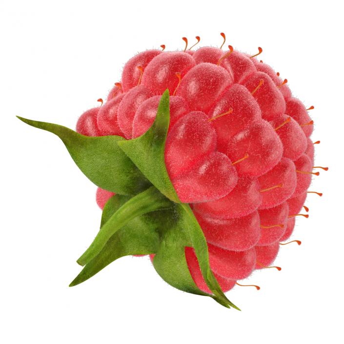 3D Raspberry with Fur model