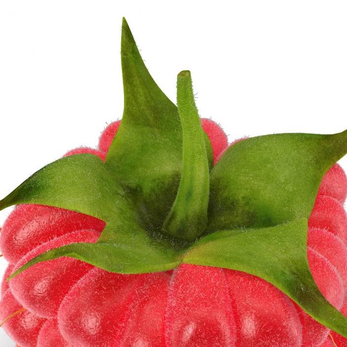 3D Raspberry with Fur model