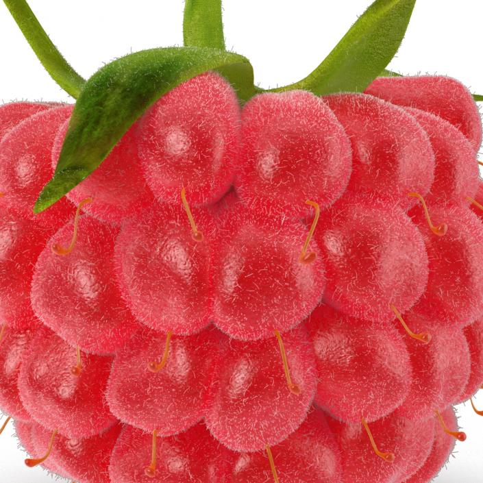 3D Raspberry with Fur model