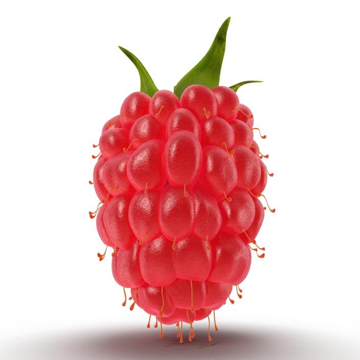 3D model Fresh Ripe Raspberry